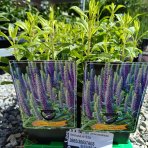 Veronika špicatá (Veronica spicata) ´ROYAL CANDLES´ kont. C1L